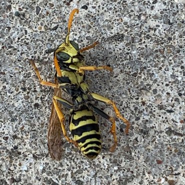 Green Earth Remediation effectively handles wasp issues at commercial locations, showcasing dead wasp removal.