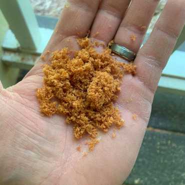 Green Earth Remediation examines termite debris in a commercial setting to assess infestation severity.