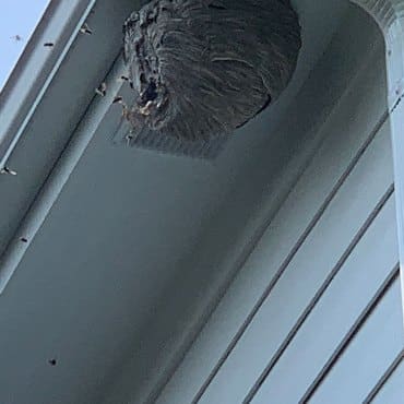 Wasp nest removal on home siding by Green Earth Remediation, ensuring safe and pest-free living conditions.