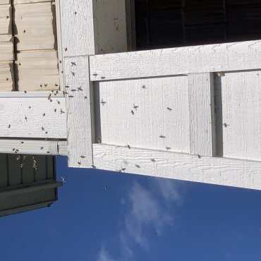 A visible bee swarm infestation under the eaves of a residential house, demonstrating a common pest control issue addressed by Green Earth Remediation.