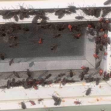 Treatment for box elder bug infestation by Green Earth Remediation showcased on a homeowner's window.