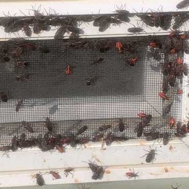 Green Earth Remediation addresses box elder bug infestations with effective perimeter treatments on residential properties.