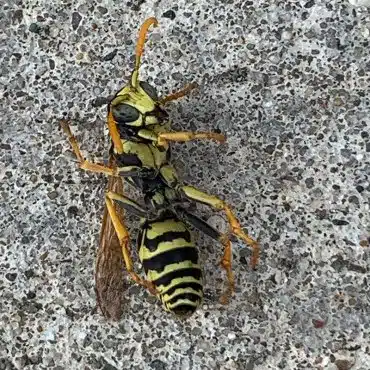 Effective pest control methods by Green Earth Remediation showcased with a neutralized wasp on concrete.