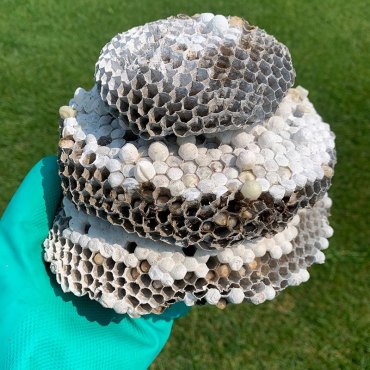 Green Earth Remediation's expertise in safe wasp nest removal demonstrated with a securely held multi-layer nest.