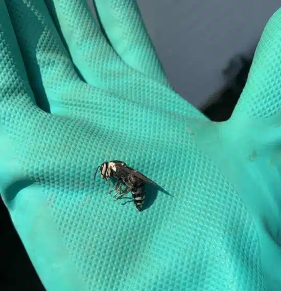 Dead bee in pest control technician's hand.