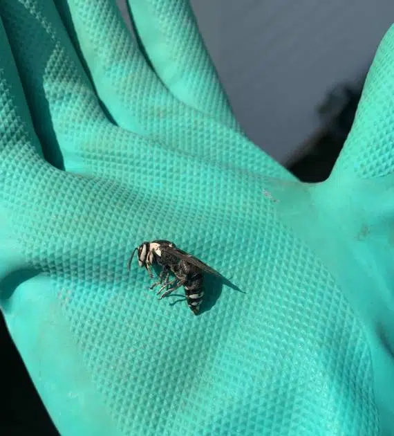 Dead bee in technician's hand after pest control service.