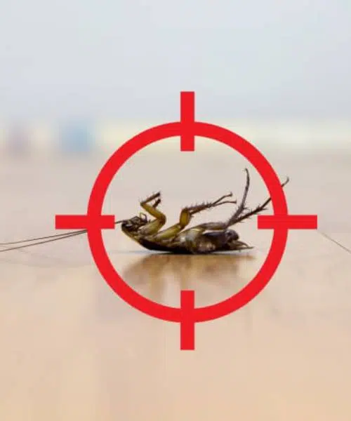 Dead cockroach inside target - pest control concept